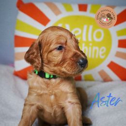 Goldendoodle Puppies from Poppy Doodle Farms