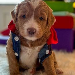 Scratchy - Red Bernedoodle puppy in Washougal, Washington from Sandy Creek Bernedoodles