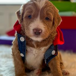 Scratchy - Red Bernedoodle puppy in Washougal, Washington from Sandy Creek Bernedoodles