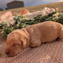 Dilute Retriever and Labrador Retriever Puppies from LC Hunting Labs, LLC.