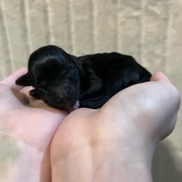 Porsche - Black and white female Aussiedoodle puppy in Springfield, Missouri from Aspen River Doodles