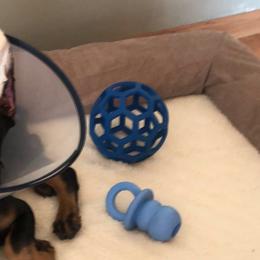 Doberman Pinscher Puppies from Jensen Dobermans