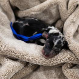 Bogey - Dapple male Dachshund puppy in Tyner, Kentucky from Lil’ Town Aussies