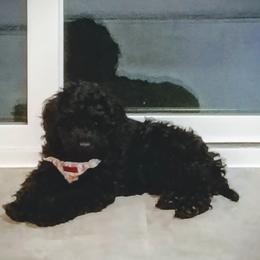 Cavapoo, Cockapoo, Maltipoo, and Poodle Puppies from Heavenly Puppies to Love