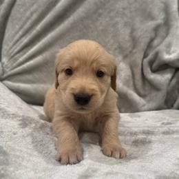Grinch:Green Collar - Golden male Golden Retriever puppy in Monterey, Tennessee from Lawson’s Green Acres Goldens and Mini Dachshunds