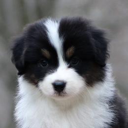 Australian Shepherd puppies from Shadomoon