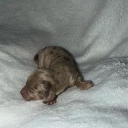 Annie - Dapple female Dachshund puppy in Turtletown, Tennessee from Stachia’s C4 Dachshunds