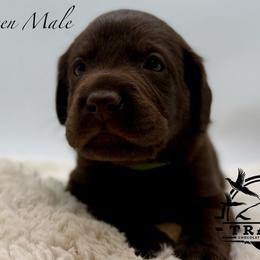 Green - Chocolate male Labrador Retriever puppy in San Diego County, California from Travis’ Chocolate Labradors