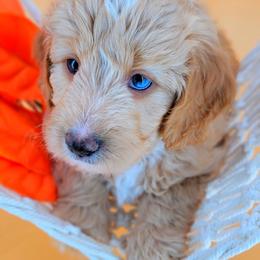 Mason - Apricot male Aussiedoodle puppy in Byron, Georgia from Southern Olive Doodles 🫒