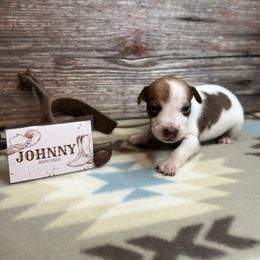 Johnny Cash - Red white and sable male Rat Terrier puppy in Cushing, Oklahoma from Northwoods Rat Terriers