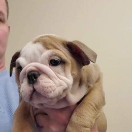 Bulldog, French Bulldog, and Pug Puppies from Royal destiny kennels
