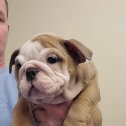 Bulldog, French Bulldog, and Pug Puppies from Royal destiny kennels