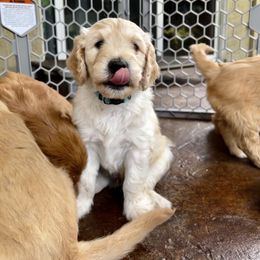 Goldendoodle Puppies from Doodle Devotion