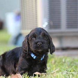 Cockapoo Puppies from JP Cockapoos LLC