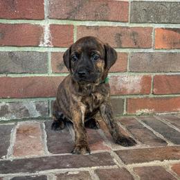 Mountain Cur Puppies from Lost Forty Kennels