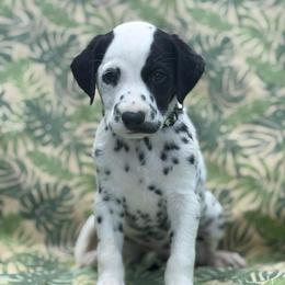 Owen Grady -black collar - White and black male Dalmatian puppy in Whitwell, Tennessee from Rock a Dalmatian “RockADal”