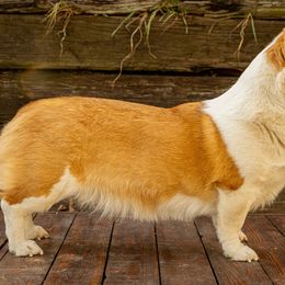 Millie - Pembroke Welsh Corgi