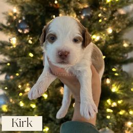 Kirk - Parti male Goldendoodle puppy in Aubrey, Texas from The Parrish Doods