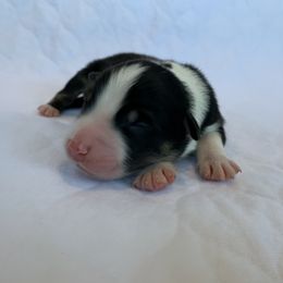 Nitro - Australian Shepherd puppy in St. Augustine, Florida from Ancient City Aussies