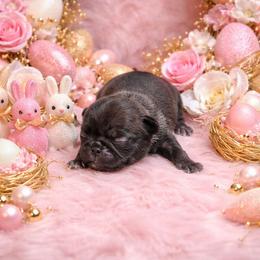 Silver Lady - Silver female Pug puppy in Tulsa, Oklahoma from Locust Creek Pugs