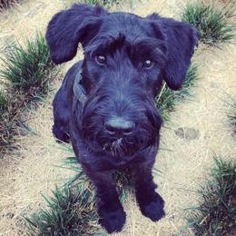 WESSELS Audrey - Black female Giant Schnauzer puppy in Forest Grove, Oregon from Wessels Giant Schnauzers