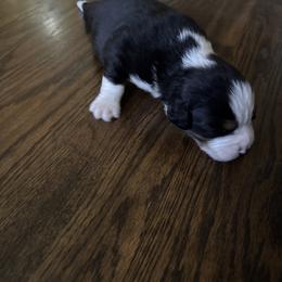 Boy 1 - Black tri-color male Australian Shepherd puppy in Chino, California from RanchLand Aussies HC