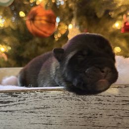 Randy - Red male Akita puppy in Lebanon, Virginia from Majestic Valley Farms
