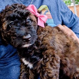 Aspen - Mahogany and white female Saint Berdoodle puppy in Garland, Texas from Brewer's Doodles and French Bulldogs