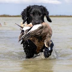 Vesta - Curly-Coated Retriever