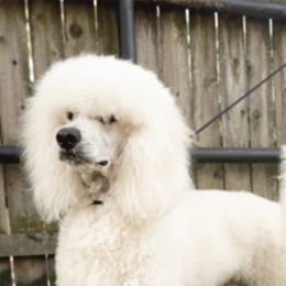Chinese Cresteds and Poodles from Mindy Dobrow's Chinese Crested Puppies and standard poodles