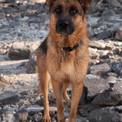 German Shepherd All Grown Up from Vom Harmon Haus German Shepherds