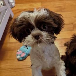 River - Shih Tzu
