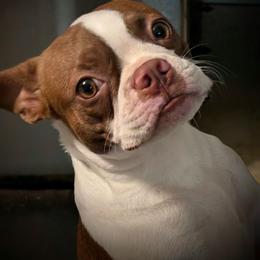 Rivean - Boston Terrier