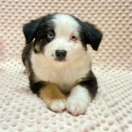 Imogen - Black tri female Miniature Australian Shepherd puppy in Lacombe, Louisiana from Indigo River Aussies