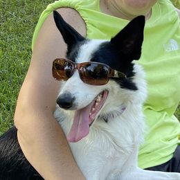 Josie - Border Collie