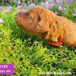 Jester - Red  male Goldendoodle puppy in Greer, South Carolina from South Paw Doodles