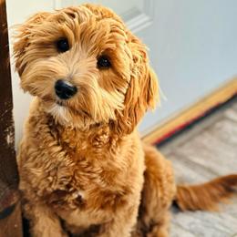 Hank - Goldendoodle