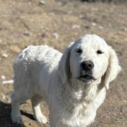 Golden Retrievers from Columbia Basin English Cream Golden Retrievers