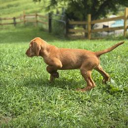 Wirehaired Vizsla Puppies from Cave Canis Kennels