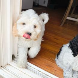 Swiss - Cream male Australian Labradoodle puppy in Wamego, Kansas from Doodles of Oz
