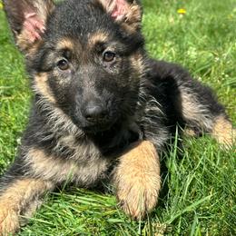 Blue Cinderella - Black and tan female German Shepherd puppy in Bonney Lake, Washington from German Shepherds Von Washington