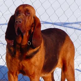 Bloodhounds from Trackers Choice