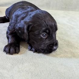 NOT A PET Working home only - Black female English Cocker Spaniel puppy in Phillips, Nebraska from Fenloch Gundogs