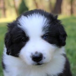 Border Collie Puppies from Team Reeves Ranch