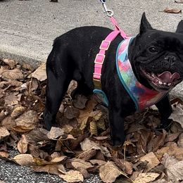 French Bulldog and Neapolitan Mastiff All Grown Up from Unique Uprisings