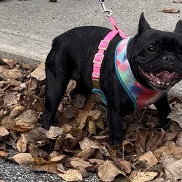 French Bulldog and Neapolitan Mastiff All Grown Up from Unique Uprisings