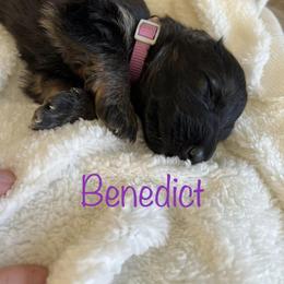 German Shepherd Puppies from B&R Kennel