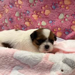 Pippi - Red and white female Shih Tzu puppy in Brevard, North Carolina from House of Little Lions