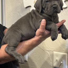 Cane Corso Puppies from Richline Kennel