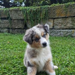 Australian Shepherd Puppies from Paint Valley Australian Shepherds